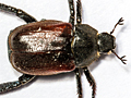 Hoplia philanthus